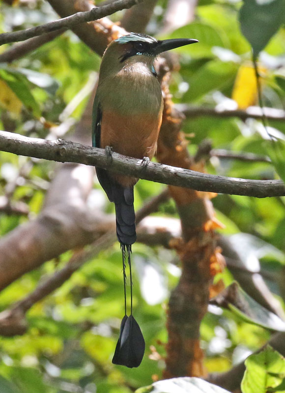 Turquoise-browed Motmot
