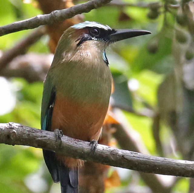 Turquoise-browed Motmot