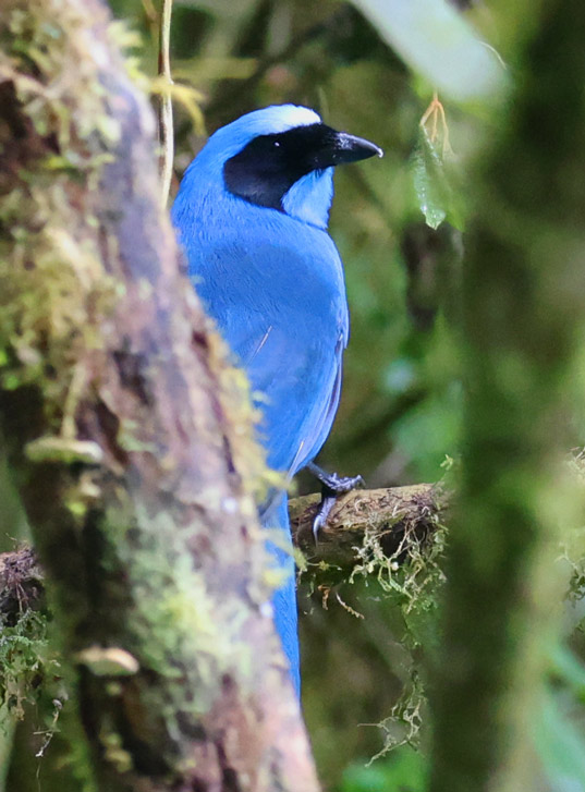 Turquoise Jay