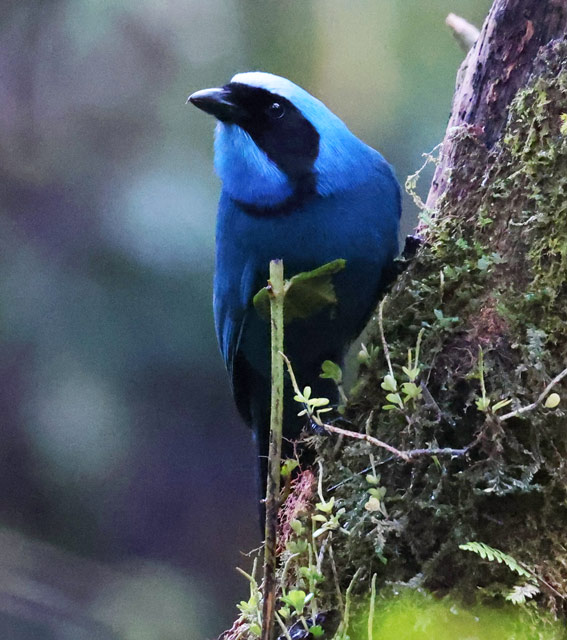 Turquoise Jay