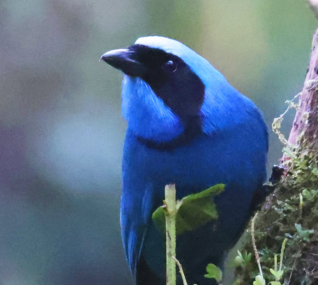 Turquoise Jay