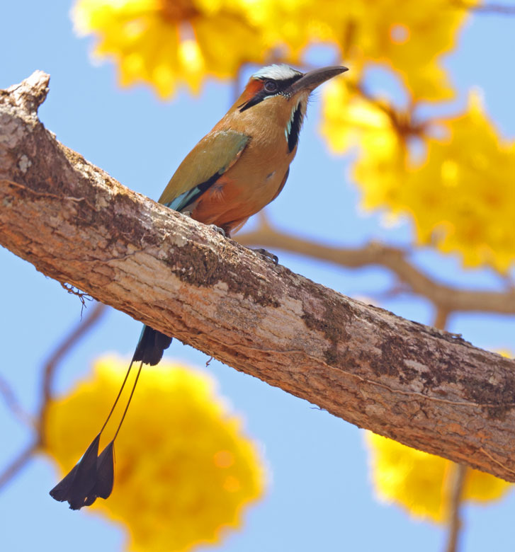 Turquoise-browed Motmot