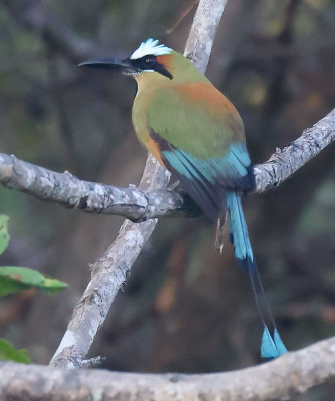 Turquoise-browed Motmot