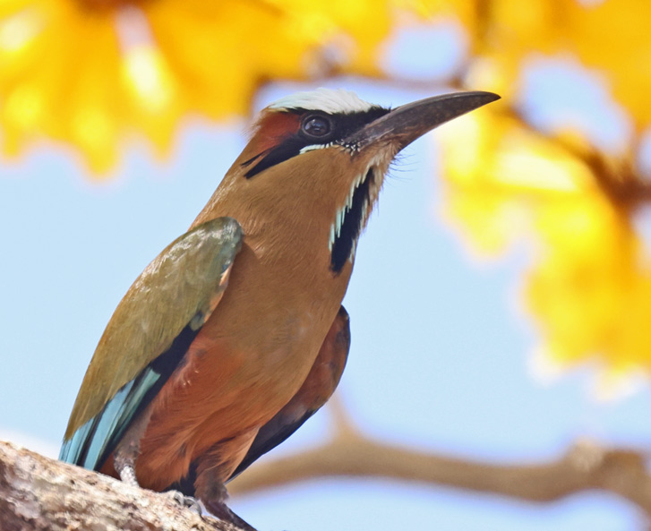Turquoise-browed Motmot