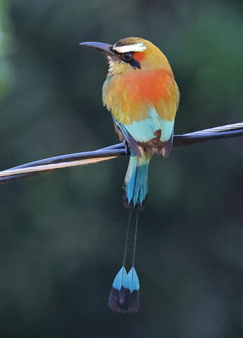 Turquoise-browed Motmot