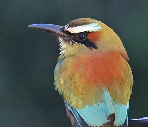 Turquoise-browed Motmot