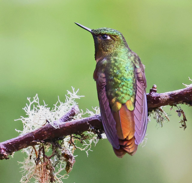 Tyrian Metaltail