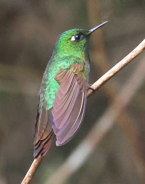 Tyrian Metaltail