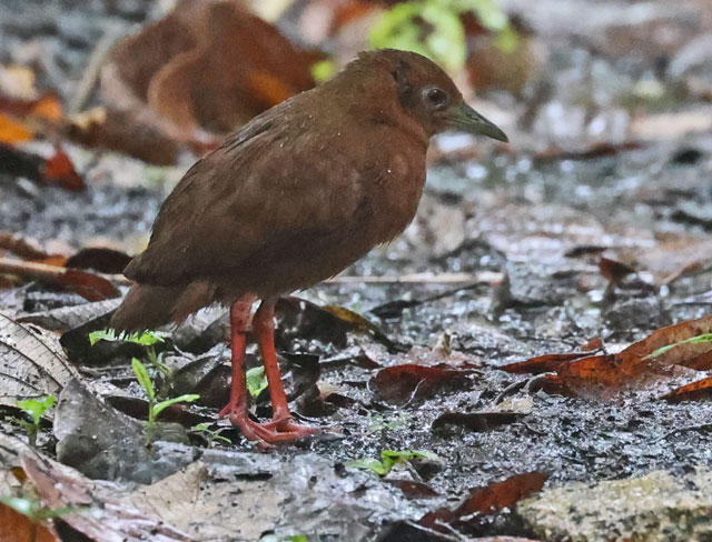 Uniform Crake