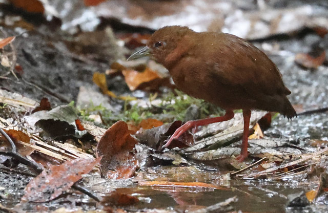 Uniform Crake