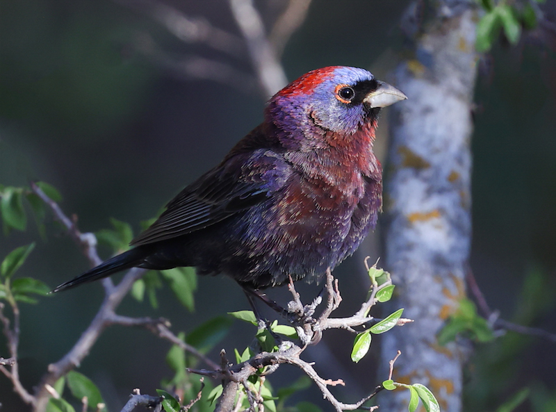 Varied Bunting (adult male)