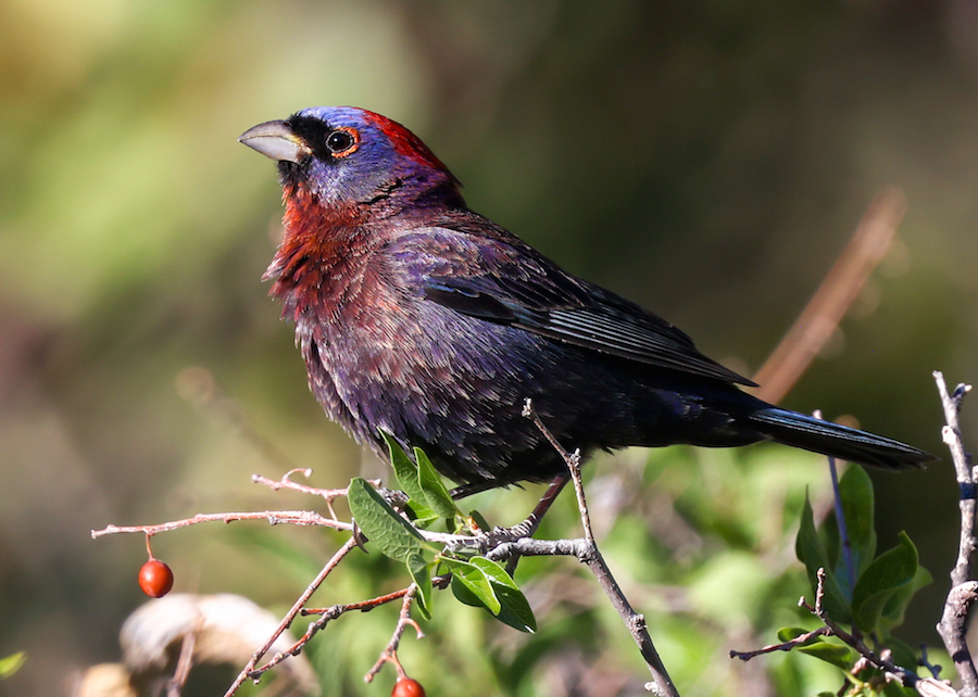 Varied Bunting (adult male)