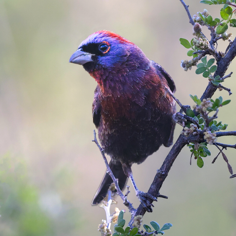 Varied Bunting (adult male)