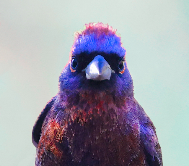 Varied Bunting (adult male)