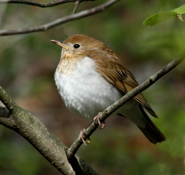 Veery photo #3
