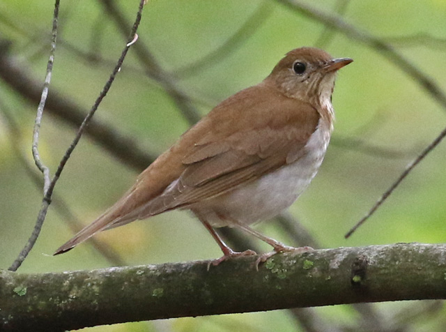 Veery photo #6