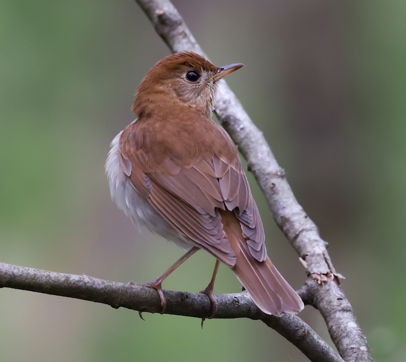 Veery photo #2