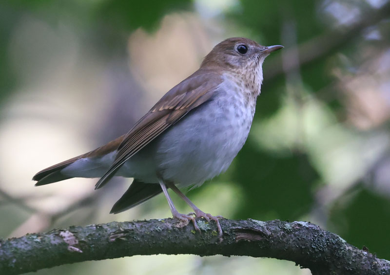 Veery photo #7