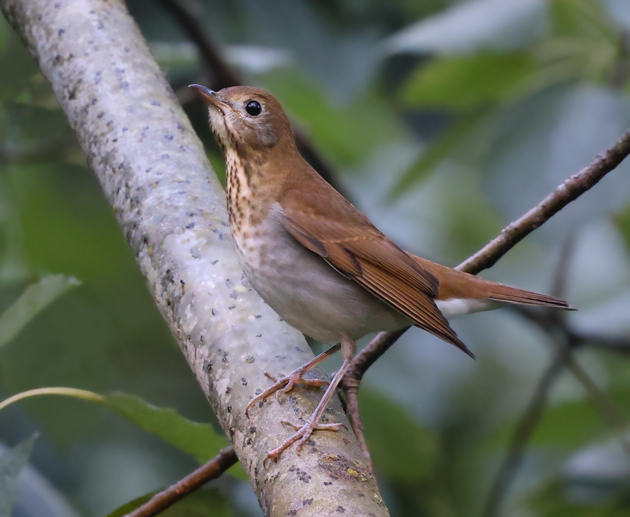 Veery