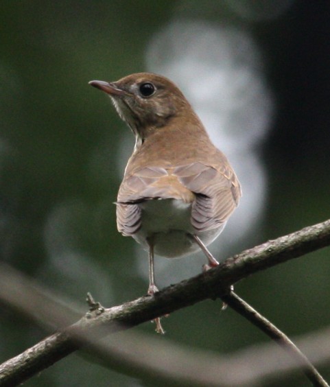 Veery photo #5