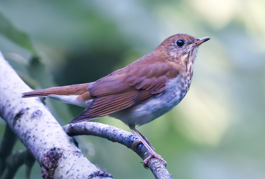Veery