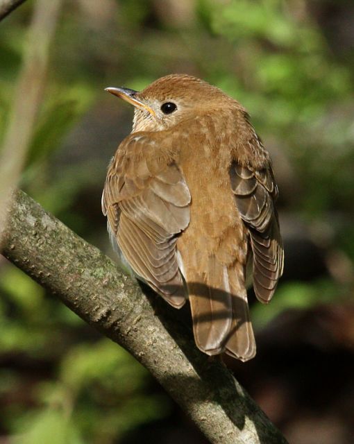 Veery photo #4