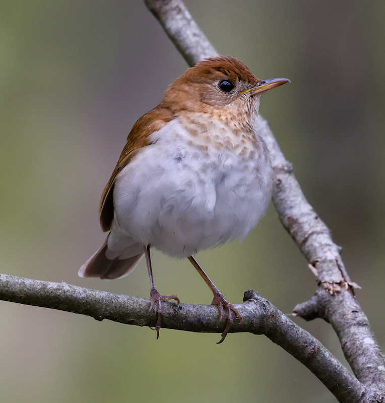Veery photo #1
