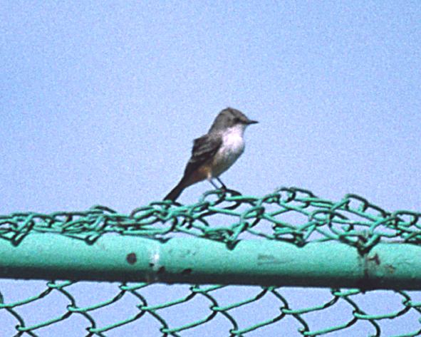 Vermilion Flycatcher (female) photo #1