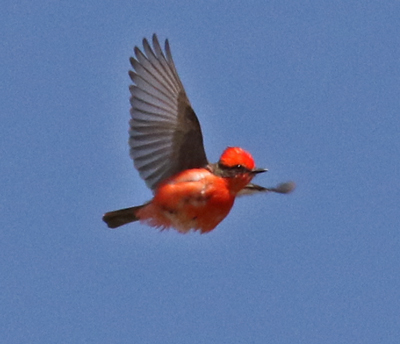 Vermilion Flycatcher photo #4