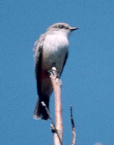 Vermilion Flycatcher (female) photo #2