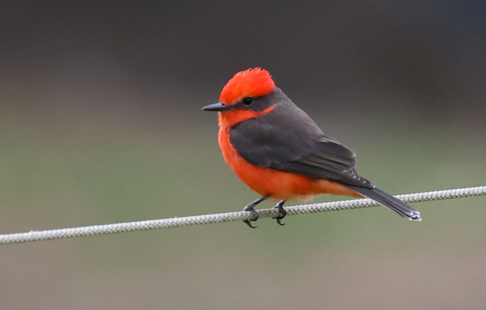 Vermilion Flycatcher