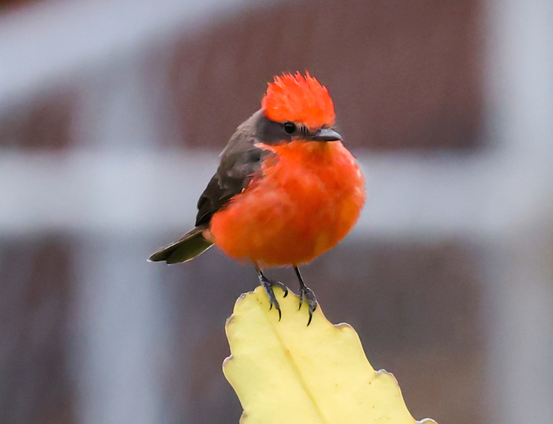 Vermilion Flycatcher