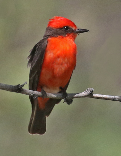 Vermilion Flycatcher photo #2