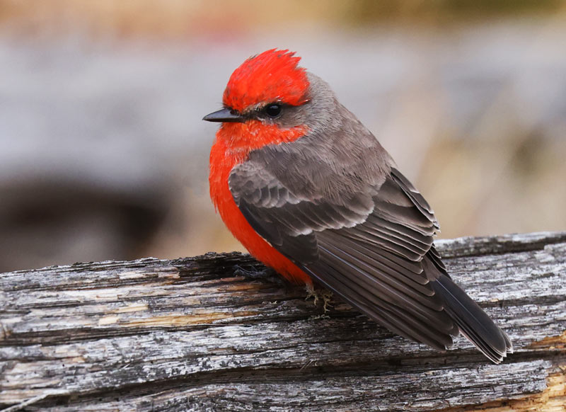 Vermilion Flycatcher