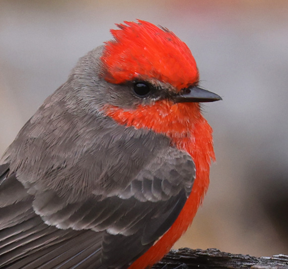 Vermilion Flycatcher