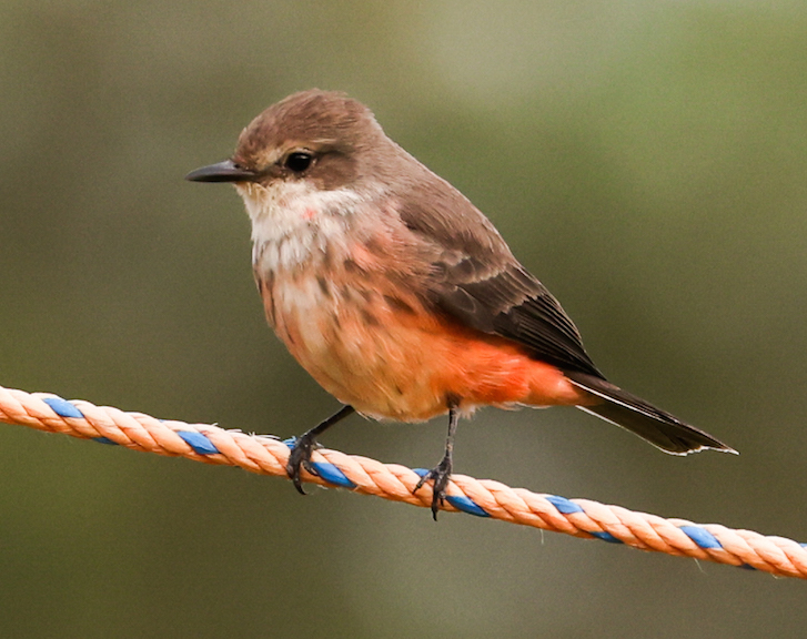 Vermilion Flycatcher