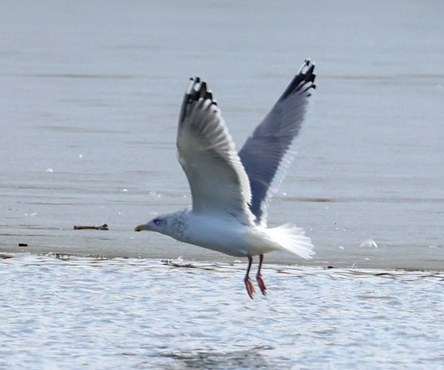 Vega Gull photo #4