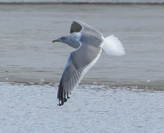 Vega Gull photo #5