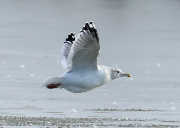 Vega Gull photo #6