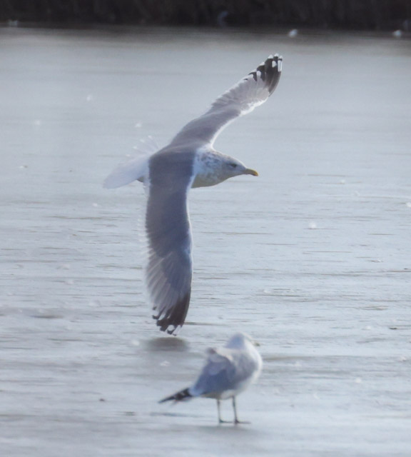 Vega Gull photo #3