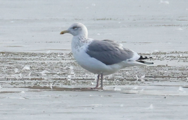 Vega Gull photo #2