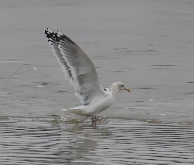 Vega Gull photo #7