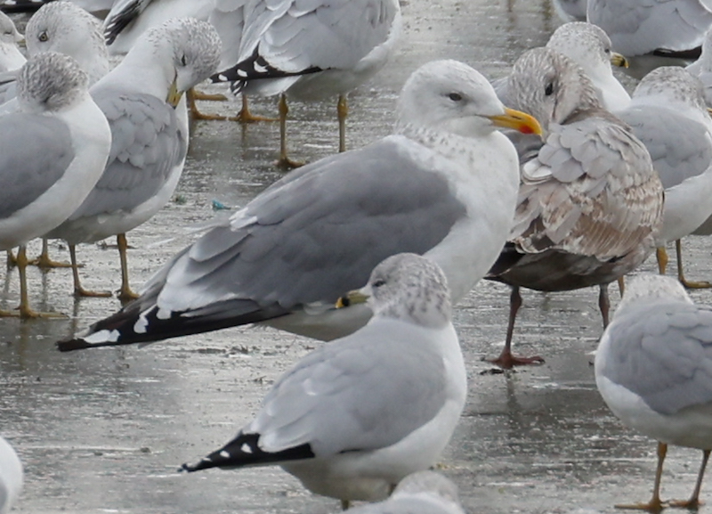 Vega Gull photo #2