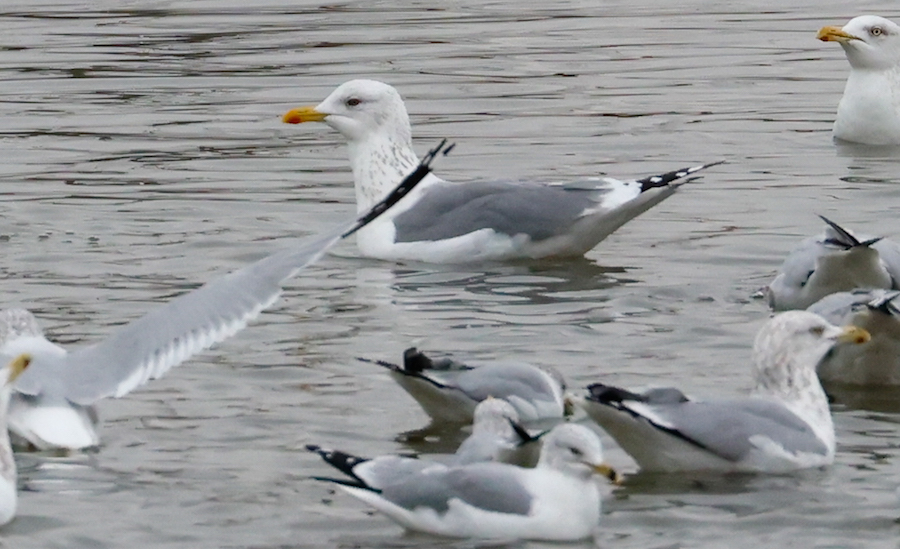 Vega Gull photo #1