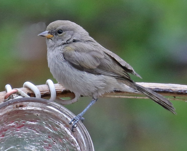 Verdin (juvenile)