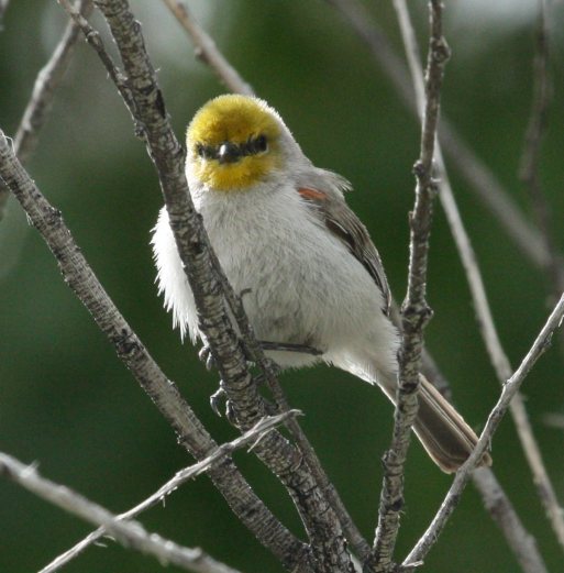 Verdin (female) photo #2