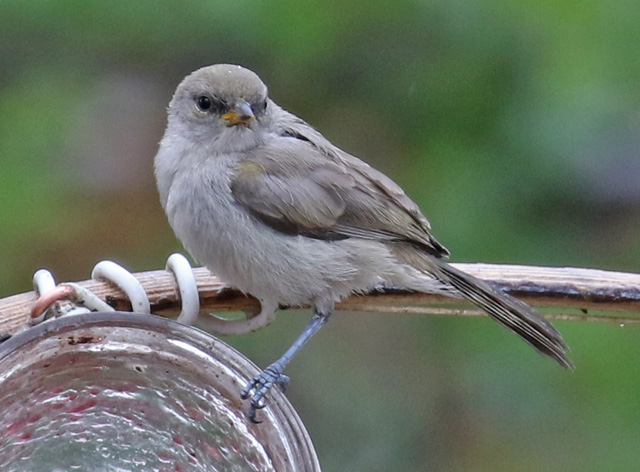 Verdin (juvenile)
