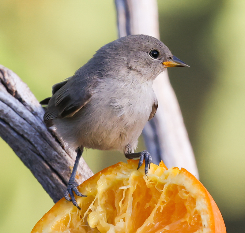 Verdin (juvenile)