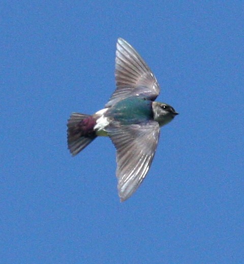 Violet-green Swallow photo #1