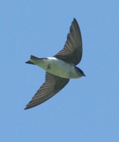 Violet-green Swallow photo #2